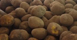 Características del producto: Variedad: Agria Origen: Bélgica Calibre: 50+