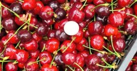 Premium Bulgarian Cherries – Harvest 2026 Fresh Bulgarian cherries