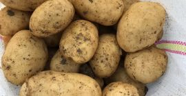 VENDO PAPAS NUEVAS – GRAN CANTIDAD Productor agrícola de