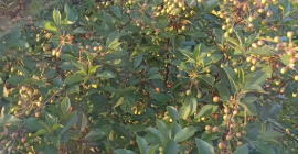 Cerezas ácidas en venta (la cosecha se espera en