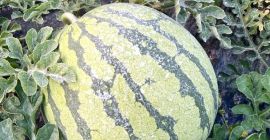 Vendo Sandia blanca sin pepitas, variedad Red jasper premiun,