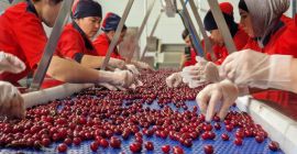Las cerezas deshuesadas IQF (congeladas individualmente) son una materia