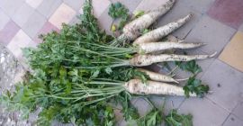 Venderé una buena variedad de perejil arat I águila