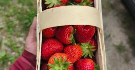 Venderé fresas de la variedad Falco.