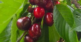 Hermosas y grandes cerezas Burlat en venta. Libres de