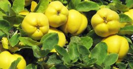 Venderé membrillo japonés de una plantación orgánica en la
