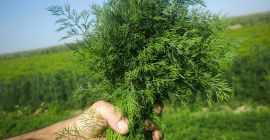 Eneldo fresco de la granja, directamente del campo. ¡Eneldo