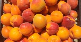 ¡Hola! Ofrecemos albaricoques de cosecha propia de nuestro huerto,