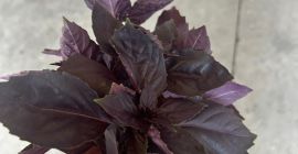 Producimos lechuga rizada y albahaca fresca (morada o verde)