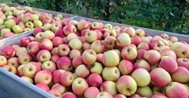 Tengo aproximadamente 35 toneladas de manzanas Champion a la