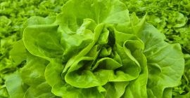 Lechuga mantecosa. Hola, tengo una gran cantidad de lechuga