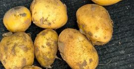 Vendo aproximadamente 10 toneladas de papas Soraya cultivadas en