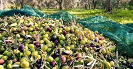 Aceite de Oliva Orgánico de Albania. Aceite de oliva