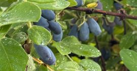 Bayas de Hascha: recién cosechadas de la plantación. La