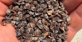 Productor húngaro, vende trigo sarraceno de alta calidad. Un