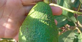Aguacates Hass, calibre 14–20 mm, €1,89/kg CIF Hamburgo. Embalaje
