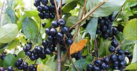 Vendo aronia orgánica, con certificado orgánico.