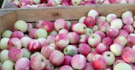 Venderé a Pirosa unas 10 ti Paulareda unas 3