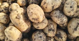 El productor vende patatas blancas y rojas; ofrecemos calidad