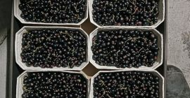 Sprzedam poprzeczkę czarna po 500gr szalka w kartonie 5