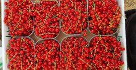 Grosellas rojas seleccionadas a mano a la venta