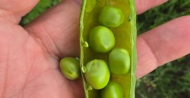VENDO GUISANTES FRESCOS DE HUERTO — 5 HA, COSECHA