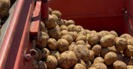 ¡Patatas a la venta, directamente del productor! Para más