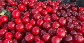 Ya están disponibles cerezas ácidas frescas para procesamiento industrial.