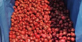 Cerezas ácidas IQF (sin hueso) ✅ Congeladas IQF ✅