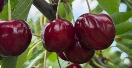 Vendo cerezas de alta calidad, con un sabor excelente.
