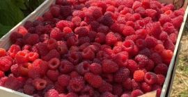 Exportación de frambuesas IQF de Uzbekistán: frambuesas enteras 90/10,