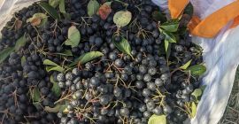 Hola, nos estamos preparando para la cosecha. Ofrezco a