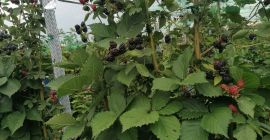Vendemos moras dulces y sabrosas de la plantación Udati-Manzu,