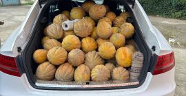 Productor de melones, el precio se determina por mensaje