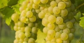 En Somogysámson se venden uvas para vino en pequeñas