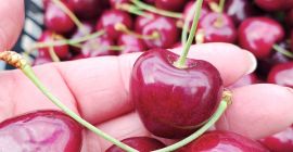 Vendo cerezas. Tengo variedades como Kordia y Regina. Tengo