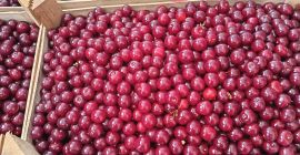 Hola, actualmente tenemos 40 toneladas de cerezas ácidas frescas
