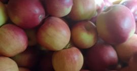 Se venden manzanas Idaret y Jonagoret. Están en buen