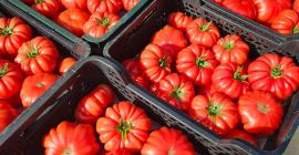Vendo tomates frambuesa de primera calidad. Un tomate carnoso