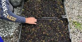 Arándanos silvestres. La temporada comenzó en Rumania. Podemos asegurar