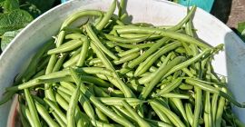 Vendo judías verdes de la variedad Paulista.