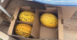 Estimados amigos de todo el mundo/ queremos vender nuestro