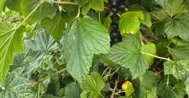 Hola, tengo grosellas negras cosechadas para la venta. Fecha