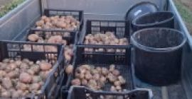 Hola, vendo patatas Irga o Monte Carlo en sacos
