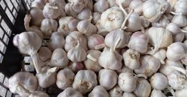 Vendo aproximadamente 1,5 toneladas de ajo de primavera de