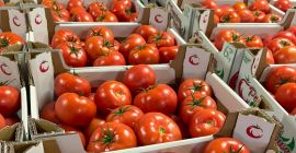Venta de tomate frambuesa - Madano.