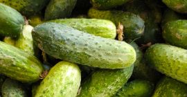Vendo pepinos de campo de la variedad Amant, con