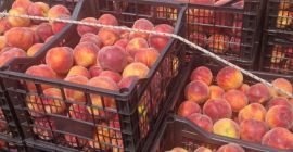 Nueva temporada repleta de fruta fresca a precios excepcionales: