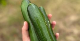 Vendo calabacines cultivados de forma convencional, pero enriquecidos con