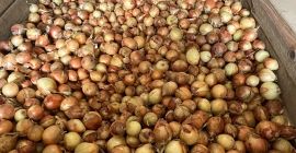 Venta de cebollas de tamaños 40-60 y 60-80.